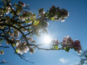 Die Sonne kommt vor blauem Himmel hinter Apfelblüten hervor in Aufhausen, Bayern.