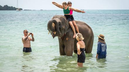 Elefanten werden – wie hier auf der thailändischen Insel Koh Chang – als Fotomodelle und Transportmittel für Touristen gehalten.