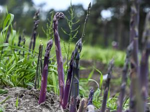Purpurspargel wächst auf einem Spargelfeld der Jakobs-Höfe. 