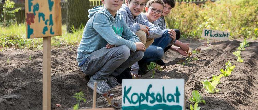 Lenz, Viktor, Jonathan und Florian aus der 6a macht die Arbeit auf dem neuen Schulacker des Schadow-Gymnasiums Spaß.