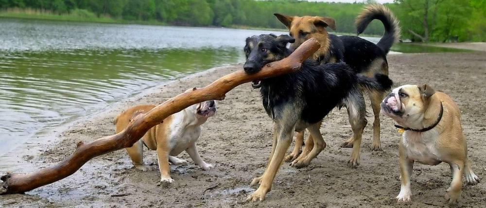 Am Grunewaldsee dürfen Hunde auch künftig toben. Doch vielleicht werden Teile der Naturschutzgebiete im Wald für sie gesperrt.