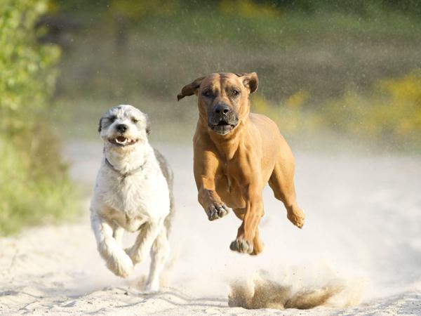Umstritten: Frei laufende Hunde am Schlachtensee und an der Krummen Lanke - wenn sie Wasser wittern, gibt es kein Halten mehr.