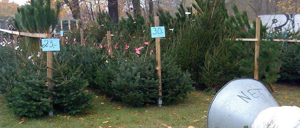 Die Weihnachtsbäume sind schon aufgestellt und ausgepreist.