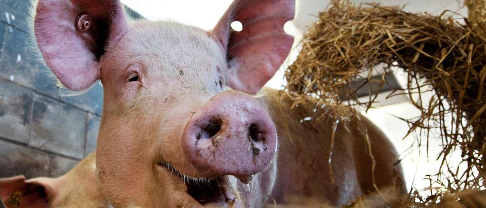 Das Tierheim pflegt Schweine aus Mastbetrieben. Ihre Artgenossen sollen im Tierheim-Café nicht auf den Teller kommen.