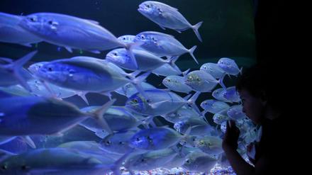  „Fische gehören nicht in eine Konzertbar“, sagt eine Peta-Expertin. Unser Autor sieht das auch so.