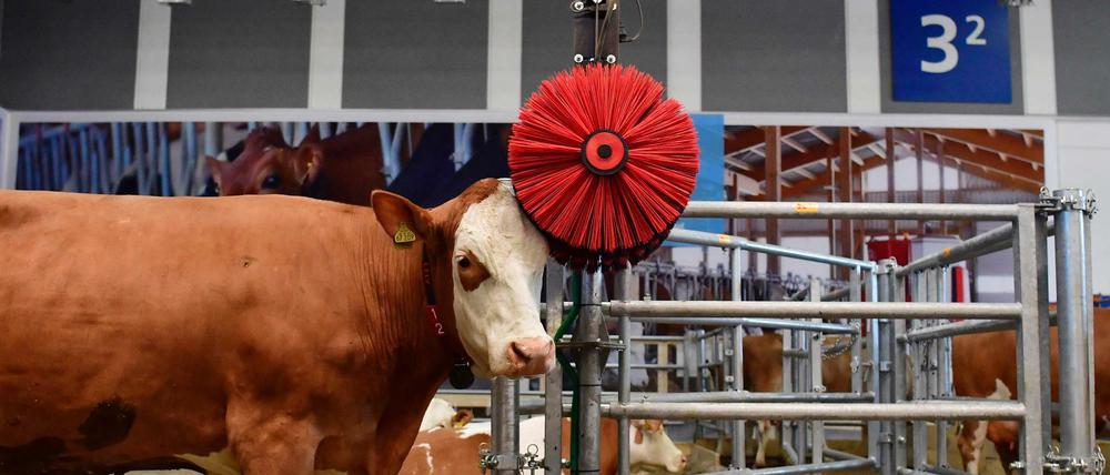 Nicht nur Leckereien, sondern auch die neuesten Agrar-Innovationen werden präsentiert - etwa diese Kuh-Waschanlage in einer automatisierten Farm.