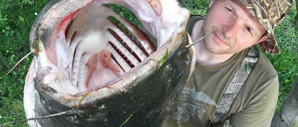 Großes Maul. Angler René Grenz aus Frankfurt (Oder) hat einen 50-Kilo-Wels in der Oder gefangen.