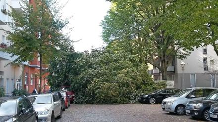Hunderte Straßenbäume fielen wegen "Xavier" - wie diese Linde in der Großgörschenstraße, die ein geparktes Auto zerquetschte.