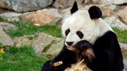 Schwarz-weißer Flausch. Bis zu seinem Tod 2012 knabberte Pandabär Bao Bao seinen Bambus im Berliner Zoo. Nun bekommt er Nachfolger. 