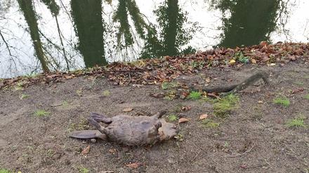 Der tote Biber im Schlosspark Königs Wusterhausen (Brandenburg). Er soll Opfer einer Böllerattacke geworden sein. 