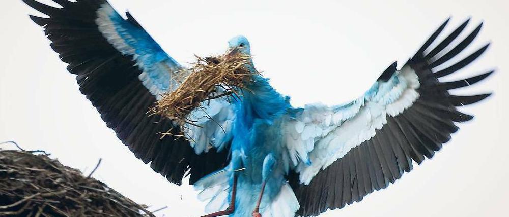 Anflug in Blau. Experten rätseln, woher die Verfärbung des Storchs kommt, der im Landkreis Märkisch-Oderland gesichtet wurde. Foto: ddp