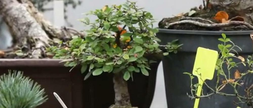 Tradition seit 1300 Jahren: Jeder Baum kann ein Bonsai werden