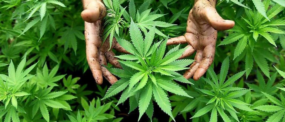 1.600 solcher Cannabis-Pflanzen wuchsen in der Lagerhalle in Marienfelde.