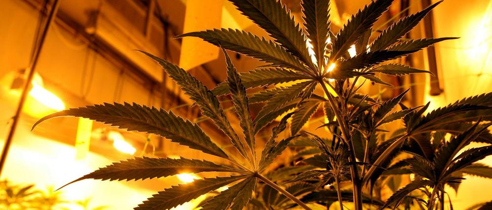 Gewinnbringend, aber gefährlich. Immer wieder werden in Berlin illegale Cannabisplantagen entdeckt.