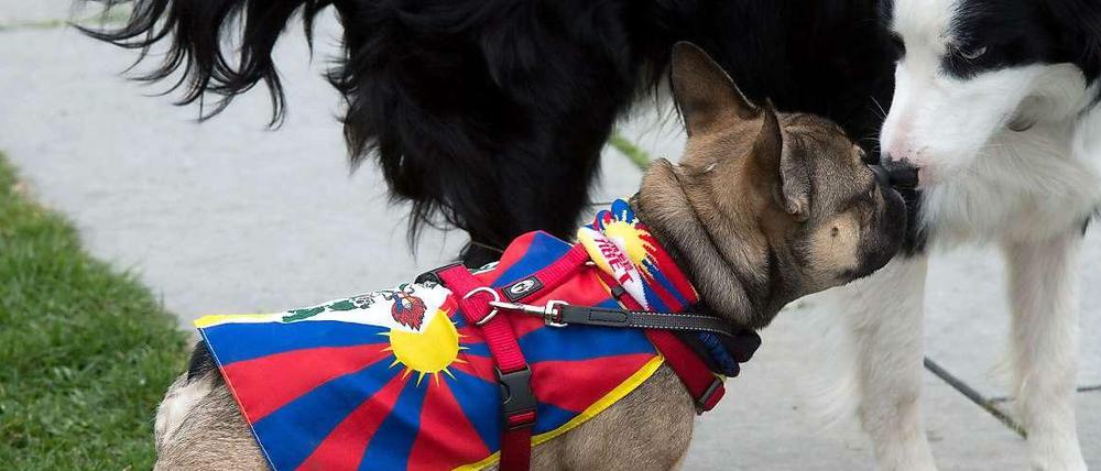 Vorbildlich. Dieser Hund, der im März vor dem Kanzleramt für ein freies Tibet demonstriert, lebt selbst, wie der Karabiner am Rücken beweist, in sozialverträglicher Gefangenschaft.