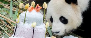 Panda-Weibchen Jiao Qing feierte im Juli in Berlin ihren neunten Geburtstag.