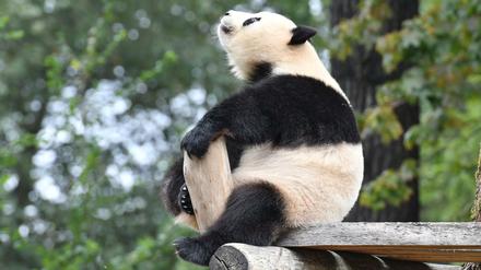 Klettermaxe und Genießerin. Meng Meng erfreut seit Juli 2017 die Besucher im Zoo. 