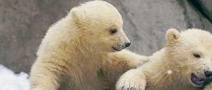 Vor einem Jahr wurden in einem Zoo in Russland einige Eisbären geboren. Ein Bär aus diesem Wurf kommt nun nach Berlin.