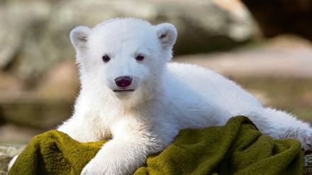 Er hat das Eisbären-Fieber ausgelöst: Knut, hier kurz nach seiner Geburt.