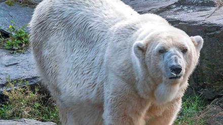 Aika war laut Tierpark mit 36 Jahren die älteste Eisbärin weltweit. Das Foto stammt von 2015.