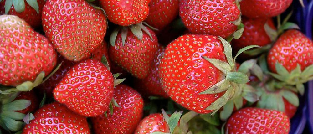 Sind sie die Übeltäter? Erdbeeren sollen für die Magen-Darm-Erkrankungen verantwortlich sein. 