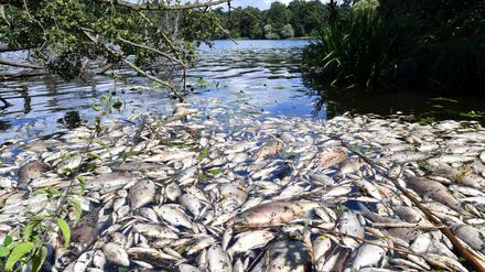 Angeschwemmt. Unzählige tote Fische stinken am Ufer des Machnower Sees vor sich hin.