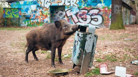 Ein weibliches Wildschwein sucht in einem Waldgebiet in Berlin-Tegel nach Futter. Berliner Forscher sind der Herkunft von Wildschweinen in der Stadt ein Stück nähergekommen.