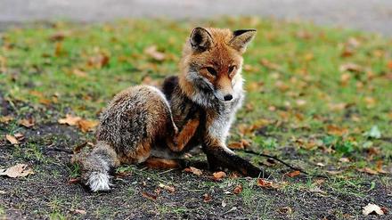 Der Zoo hat ein Fuchs-Problem: Immer mehr Tiere werden von den wildlebenden Berliner Füchsen gerissen, darunter auch sehr exotische Exemplare wie Brillenpinguine.