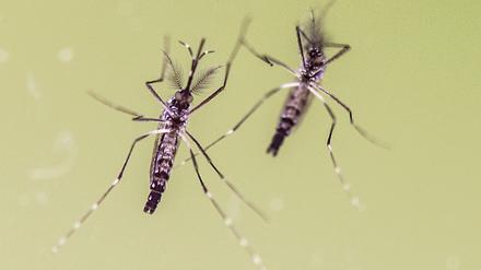 Hauptüberträger. Gelbfiebermücken wie diese verbreiten das Zika-Virus.