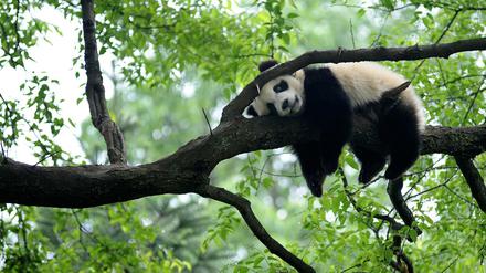 Ein großer Panda macht, was er am besten kann: Chillen.
