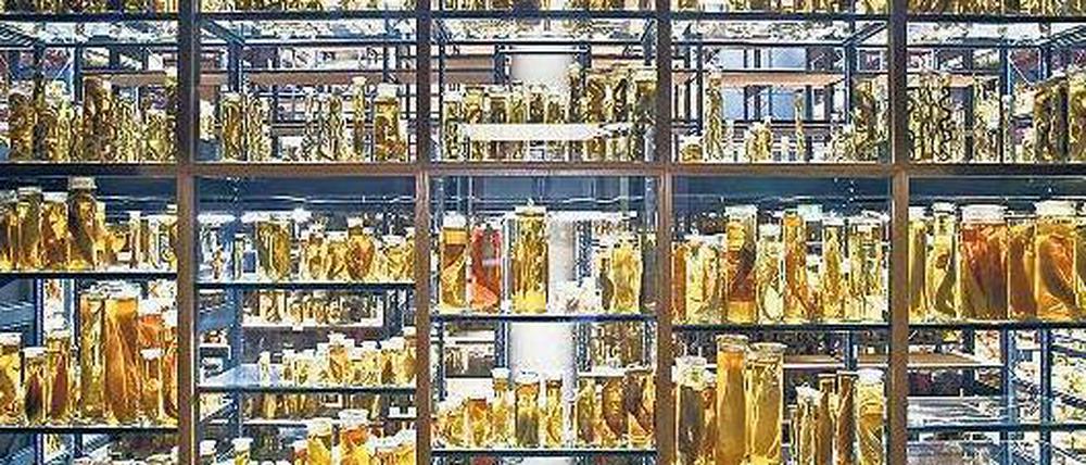 Die Nasssammlung des Museums für Naturkunde in Berlin-Mitte umfasst rund eine Million Fische, Spinnen, Krebse, Amphibien und Säugetiere in 276 000 Gläsern mit Alkohol.