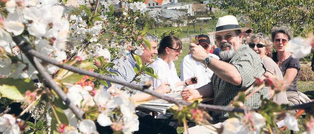 Blühende Landschaften. Zahlreiche Obstgärten in Werder sind ab kommenden Sonnabend wieder geöffnet. Die Besitzer servieren Kaffee und Kuchen – und natürlich Obstwein.