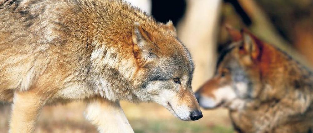 Schrecken der Landwirte und Tierzüchter: In Wittstock hat ein Wolf bereits 27 Damhirsche getötet, vorige Woche griff er im Müritzkreis eine Rentierherde an.