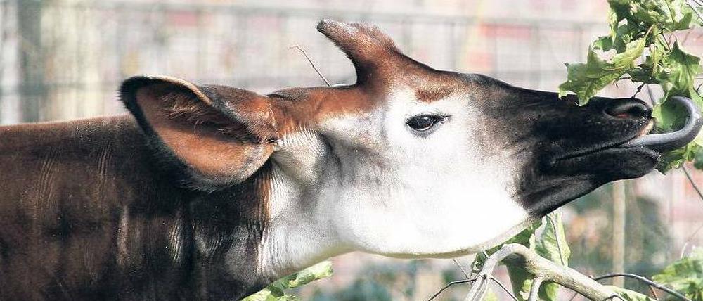 Neu-Berliner. Das Okapi Steve zog Ende Januar in den Zoo, um Nachwuchs zu zeugen. Bei der Zucht von Tieren werden Zoo und Tierpark vom Förderverein unterstützt.
