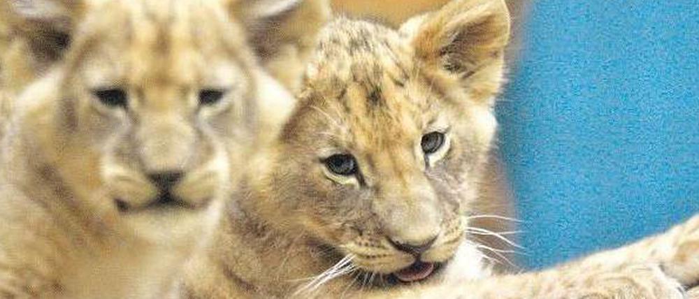 Mittlerweile erwachsen. Die Löwen, die offenbar im Zoo vergiftet wurden, stammen ursprünglich aus dem Wuppertaler Tiergarten. Die Aufnahme zeigt die beiden wenige Wochen nach ihrer Geburt im Oktober 2007.