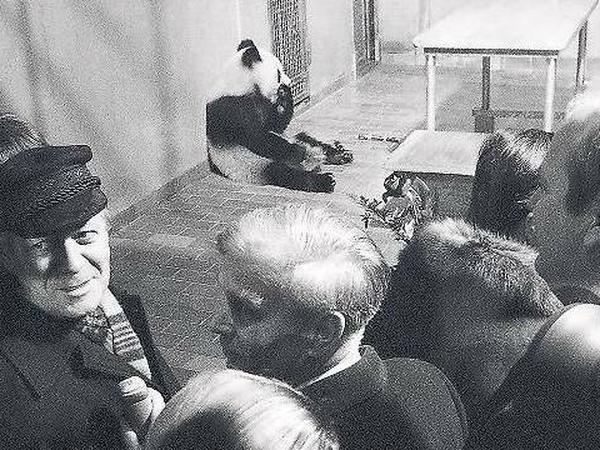 Als Helmut Schmidt ins Gehege kam, kletterten die Fotografen über die Absperrungen. Bao Bao war das allerdings ziemlich egal. Jetzt starb er im Alter von 34 Jahren.