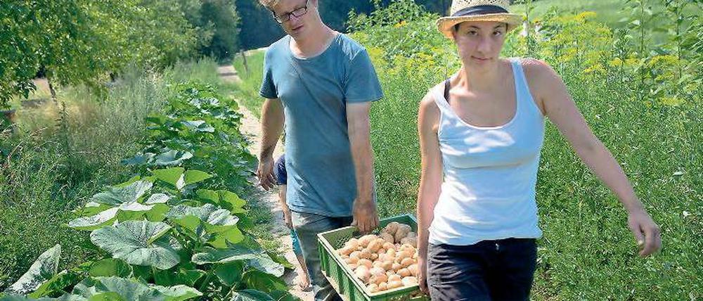 Essen is’ gleich fertig. Christian Heymann und eine Erntehelferinnen schleppen das Gemüse vom Feld an der Havel.Foto: Christian Mang