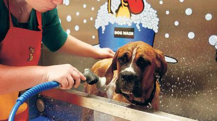 Wasch mir den Pelz und mach mich nass. Die Hundewaschanlage in Biesdorf wirbt mit Fön und Floh-Shampoo. Foto: Davids