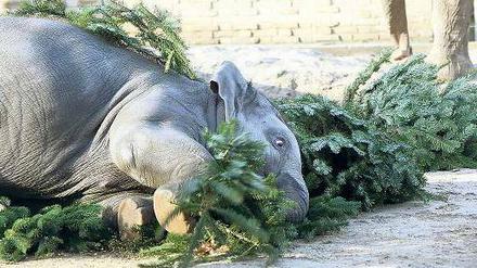 Mit Essen spielt man nicht! Anchali schon. Der junge Elefant freut sich über die Weihnachtsbäume, die ihm als Mahlzeit serviert wurden. 