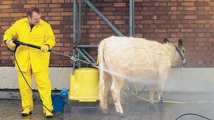 Herausgeputzt: Mit frisch gewaschenen Kühen geht es in die Grüne Woche.