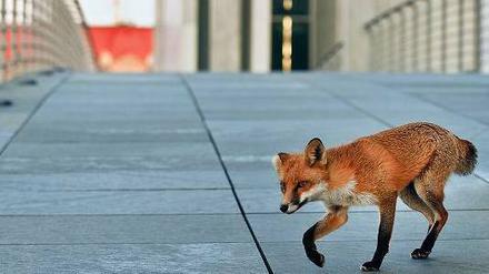 Ein Fuchs posiert vor dem Fernsehturm. Am Wochenende findet der Lange Tag der Stadtnatur zum achten Mal statt.