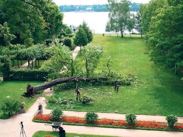 Eine berühmte Kastanie am Wannsee, dahingerafft von Pilzbefall und Baumfäule, fiel am 17. Juni 2014 im Garten der Liebermann-Villa einfach um. 