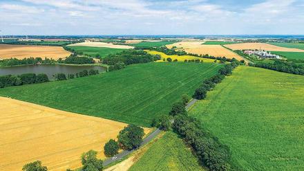 Neue Ordnung braucht das Land. Wie auf dem Reißbrett geplant sieht diese Feldlandschaft bei Schönfließ nahe Frankfurt (Oder) aus. 