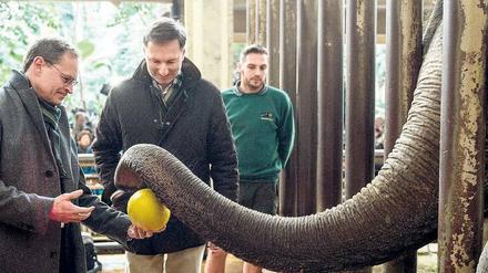 Berlins Regierender Bürgermeister Michael Müller und der Zoo-Chef Andreas Knierim spielen mit einem Elefanten