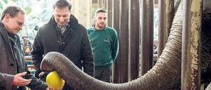 Berlins Regierender Bürgermeister Michael Müller und der Zoo-Chef Andreas Knierim spielen mit einem Elefanten