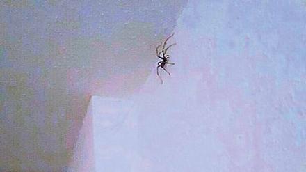 Netzwerker. Diese Spinne im Bad löste einen Polizeieinsatz aus.