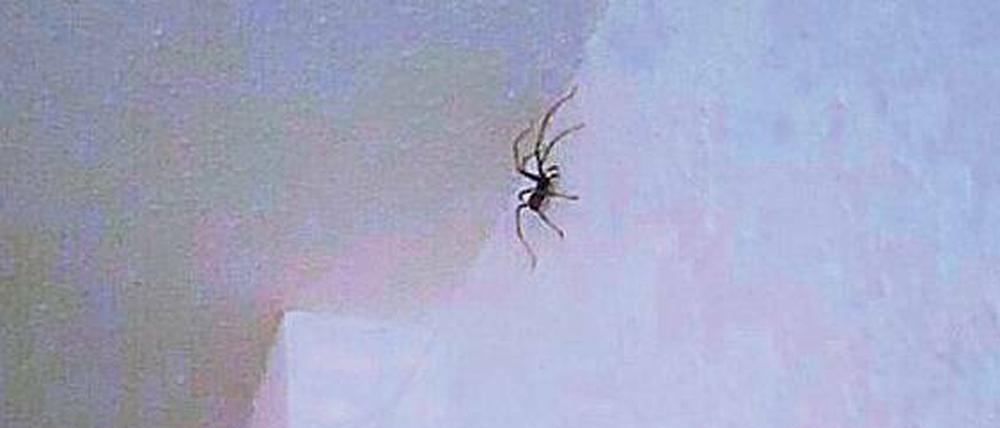 Netzwerker. Diese Spinne im Bad löste einen Polizeieinsatz aus.