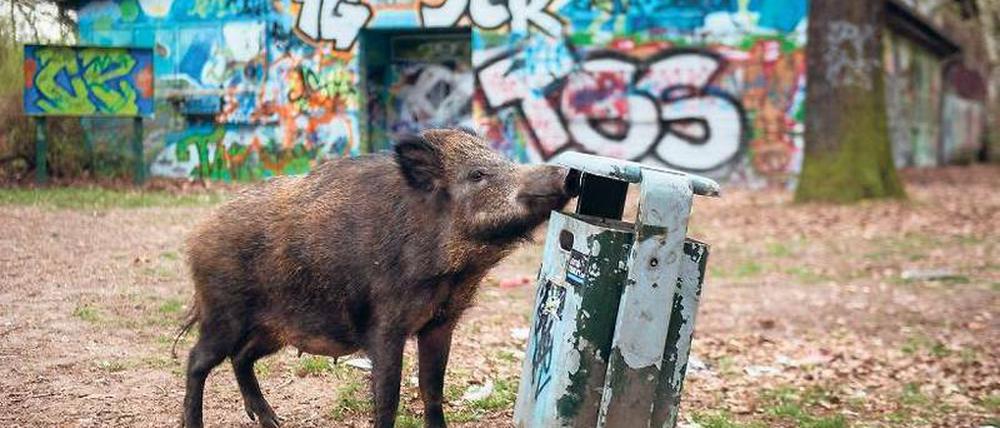 Mahlzeit. Wildschweine besuchen gerne die Stadt, um nach Essensresten zu suchen oder nach Eicheln zu graben. 