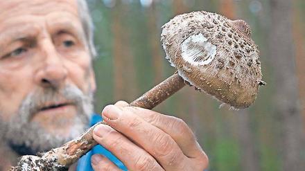 Pilzexperte Wolfgang Bivour begutachtet einen Fund.
