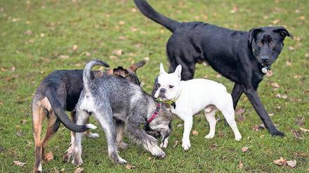Freilaufende Hunde können den Virus verbreiten. 